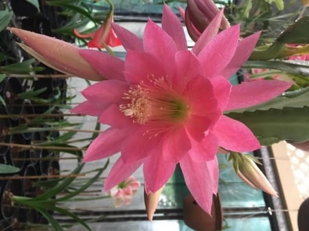 CACTUS FLOWER - CACTUS, IMAGE, NATURE, FLOWER