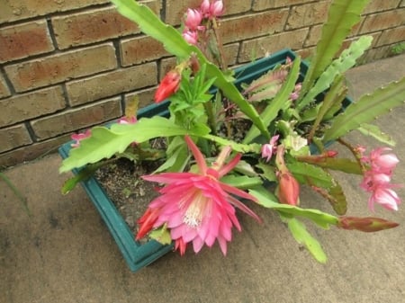 CACTUS PLANT - CACTUS, PLANT, IMAGE, NATURE