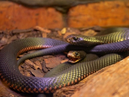 TWO SNAKES - nature, image, snakes, reptiles