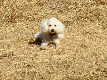 DOG RESTING