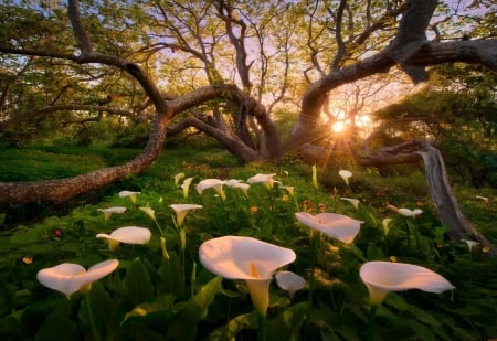 Heaven on Earth - calla, flower, sunset, tree