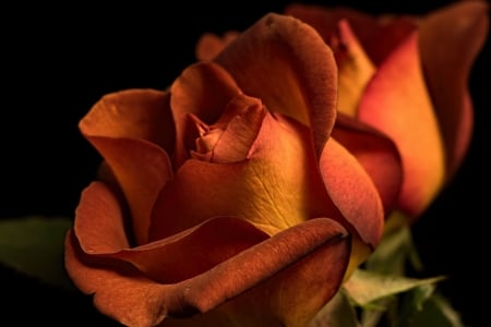 Rose - trandafir, skin, orange, texture, rose, flower