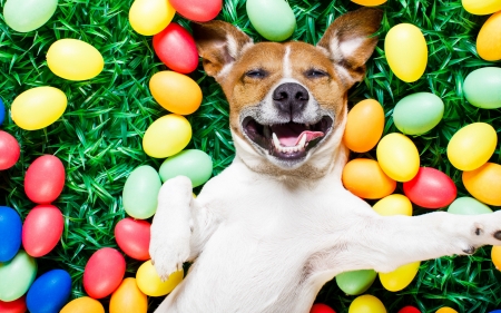 Easter selfie - easter, colorful, funny, selfie, dog, caine, jack russell terrier, egg