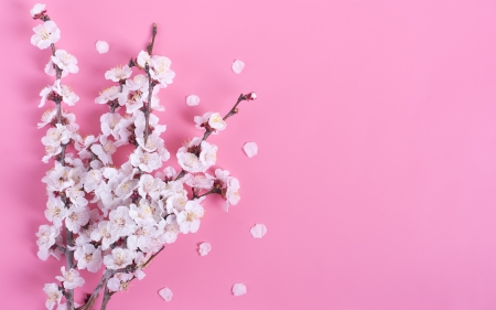 Happy Spring! - flower, pink, spring, blossom, sakura, white, card, petals, cherry