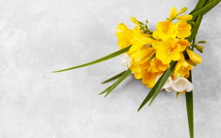 Freesias - yellow, spring, freesia, card, flower, bouquet