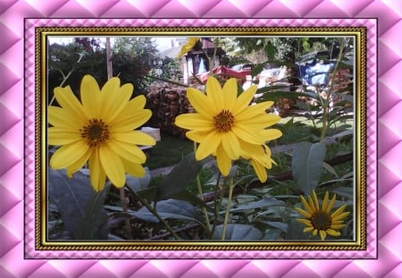 Flowers - pretty, flowers, yellow, nature