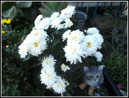 MY WHITE MUMS - WHITE, IMAGE, NATURE, FLOWERS