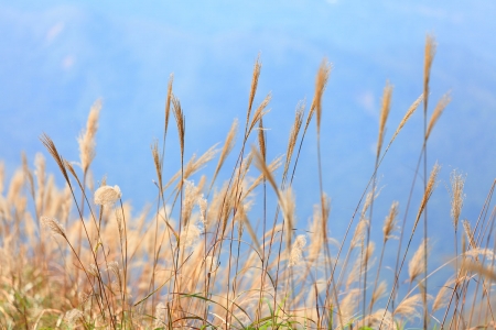 Reed plant - sky, reed, plant, clouds