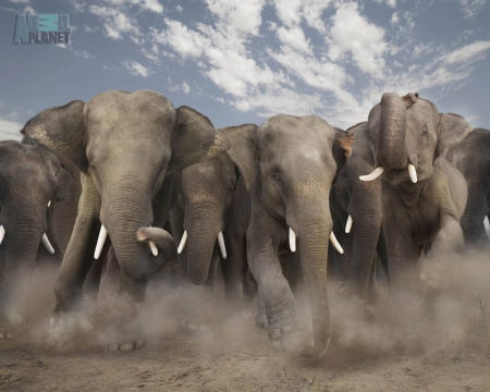 elephant stampede