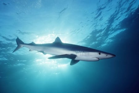 blue shark - ocean, shark, blue, water, animal