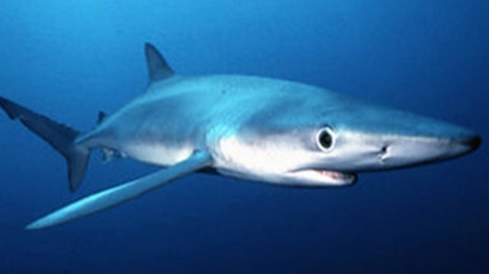 blue shark - shark, animal, ocean, blue