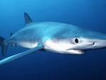 blue shark