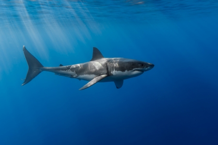 great white shark - great, white, ocean, shark