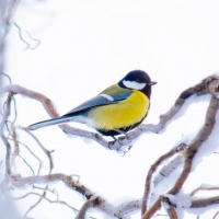 Great Tit