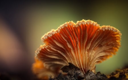 Mushroom - photograph, bokeh, mushroom, closeup, macro