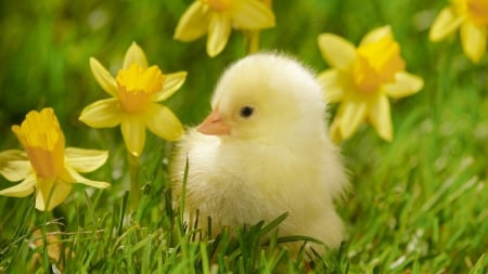 Easter Sweetie - blossoms, spring, daffodils, chicken