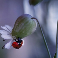 Ladybug