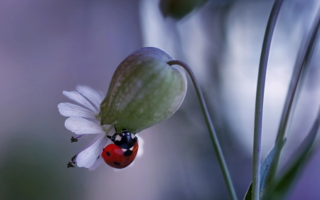 Ladybug - ladybug, nature, macro, flower