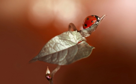 Ladybug - ladybug, nature, leaf, macro