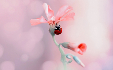 Ladybug - ladybug, nature, bokeh, flower