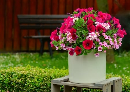 Summer flowers - petunia, decoration, beautiful, lawn, grass, flora, flowers, garden, plants