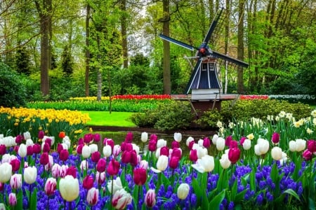 Keukenhof garden in spring - freshness, trees, tulips, park, colorful, mill, spring, beautiful, keukenhof, flowers, garden, grass