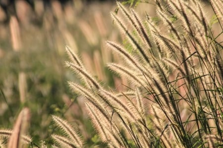 Outdoor grass - nature, field, grass, ripe