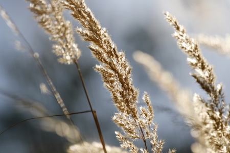 Wild grass - field, nature, landscape, grass