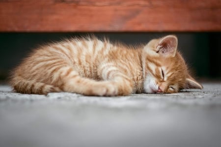 Sweet dreams - cute, sleeping, animals, cat