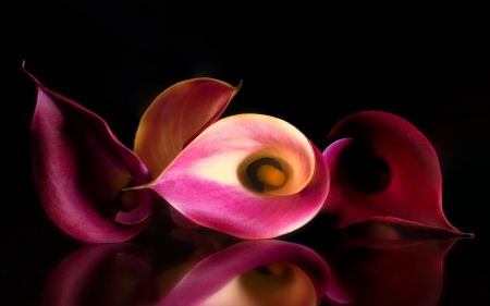 Pink callas - calla, black, flower, pink