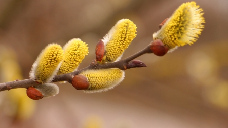 Willow buds - yellow, bud, trestie, willow, spring