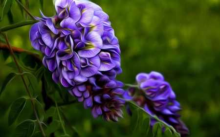 Westeria in High Def - purple, flowers, clustered, westeria, planet, vines