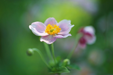 Poppy - poppy, yellow, green, mac, flower, pink