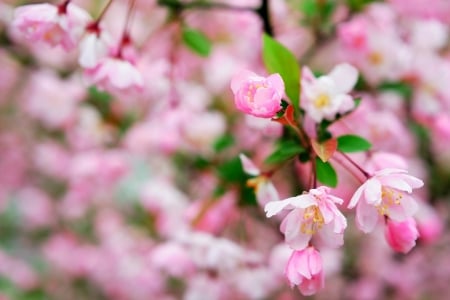 :-) - pink, green, blossom, cherry, spring, flower