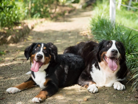 Happy guys - road, cute, dog, happy, animals