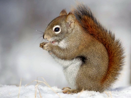 Eating Nuts In The Snow - Nuts, Snow, Squirrel, Eating