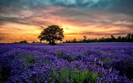 Sunset over lavender field - 4K, sunset, tree, sky