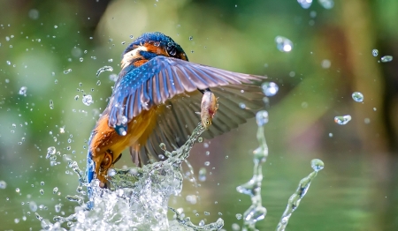 Kingfisher - fish, water, catch, spray