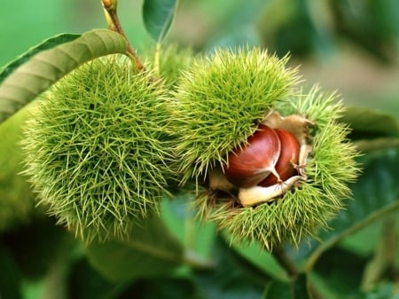 Chestnut Tree - field, chestnut, tree, green