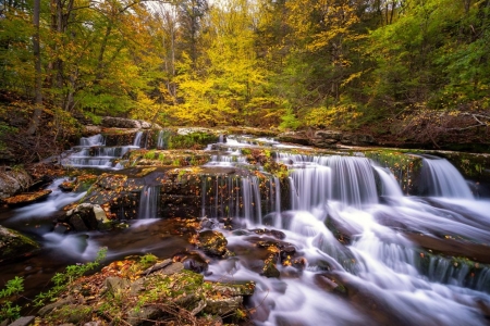 Fresh Water - water, fresh, tree, forest