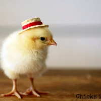 Chicks At Hats