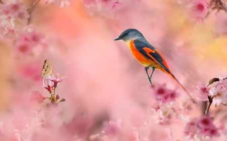 Little bird - branches, butterfly, sakura, spring