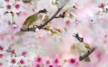 Little birds - branches, flowers, couple, birds