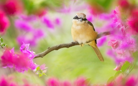 Little bird - nature, branches, flowers, bird