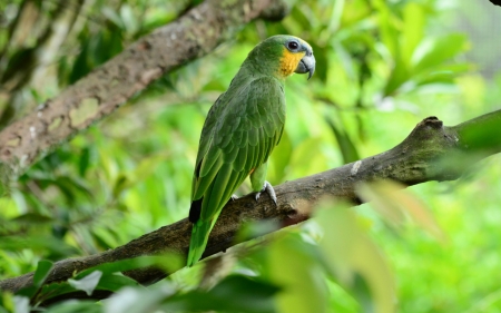 Little bird - nature, branches, green, parrot