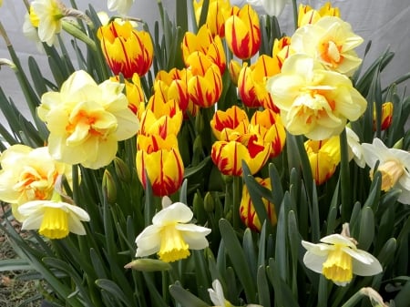 Spring Blossoms - tulips, daffodils, colors, petals