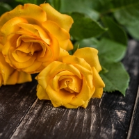 Yellow roses