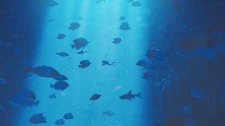 Diving underwater - silhouette, vara, water, summer, underwater, nick brunner, diving, blue, fish, sea, peste