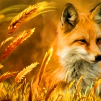Fox in Nature