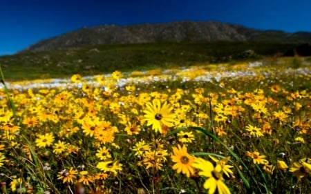 South Africa Flowers In Fall